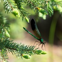 The Dragonfly's Dream 