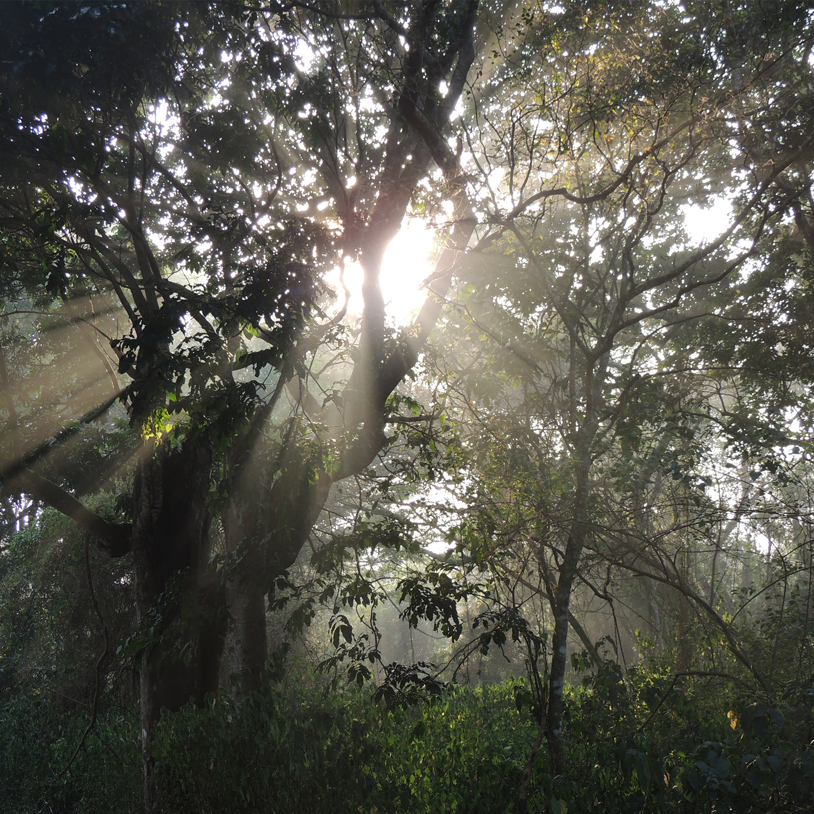 Forrests of growth 